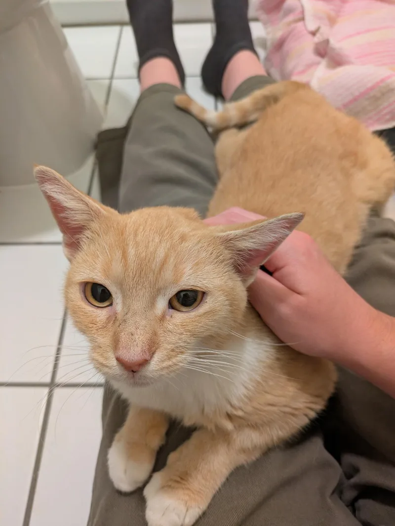 A young medium-sized female Domestic Medium Hair cat named Croissant for adoption in Ridgewood, NY