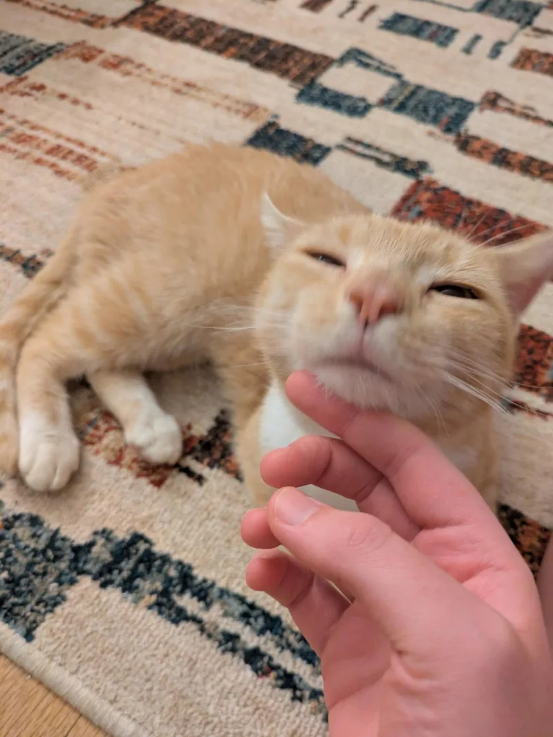 Croissant thumbnail 3
