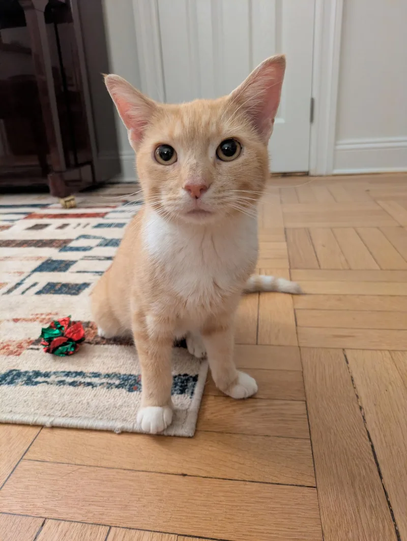 Croissant thumbnail 5