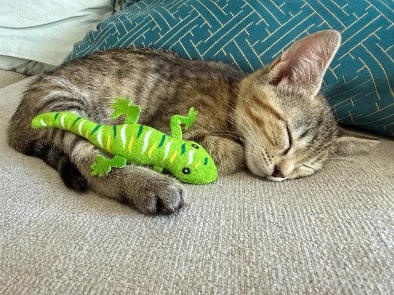 A baby medium-sized female Tabby cat named Snickerdoodle for adoption in Orlando, FL
