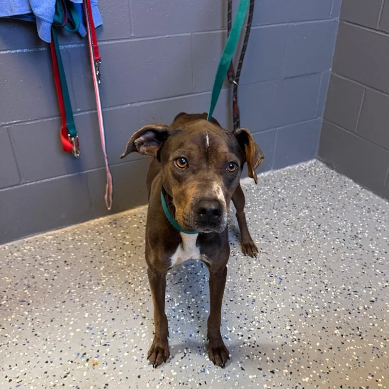 A young medium-sized female Gray / Blue / Silver American Staffordshire Terrier dog named Tuscstray for adoption in Tuscaloosa, AL