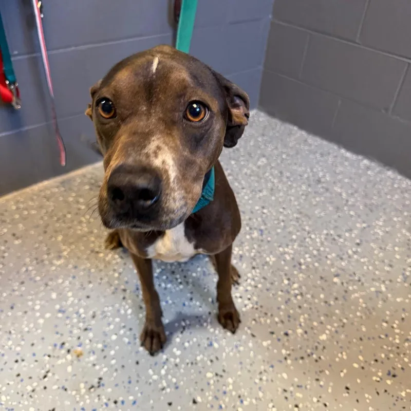 Tuscstray thumbnail 2