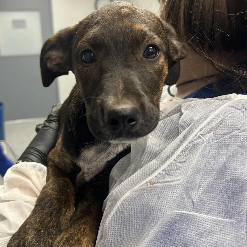 A baby small-sized male Brown / Chocolate Mixed Breed dog named Chucky for adoption in Greenville, SC