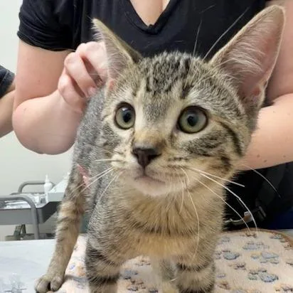 A baby small-sized female Domestic Short Hair cat named Alice for adoption in Chaska, MN