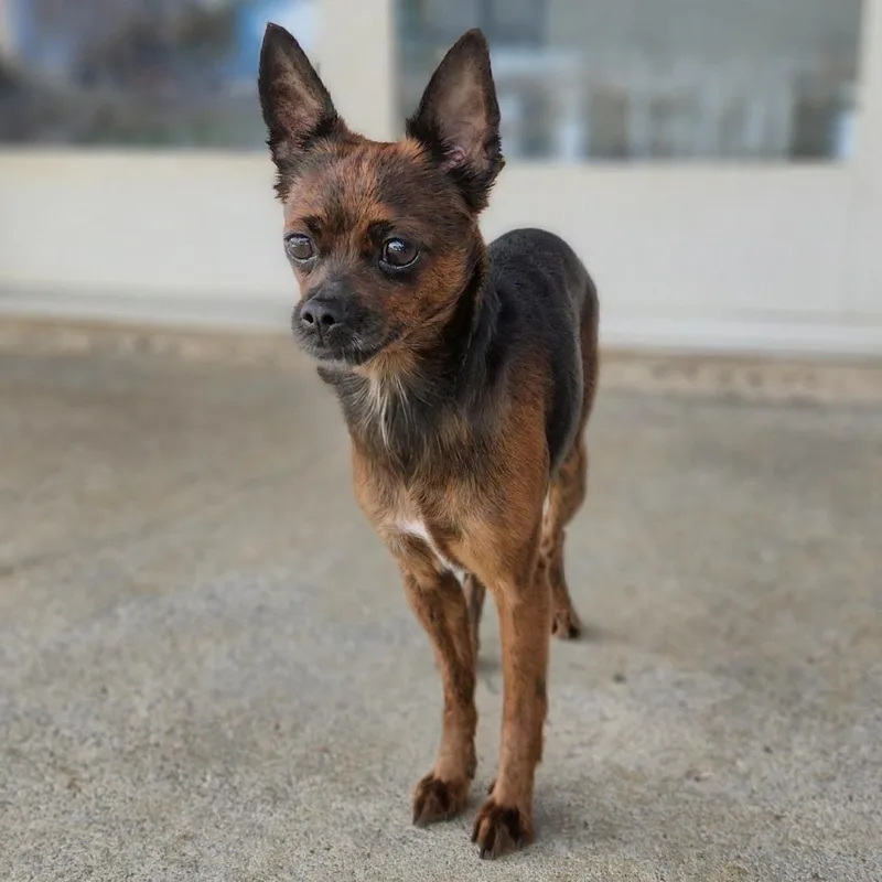 An adult small-sized female Brown / Chocolate Chihuahua dog named Sienna for adoption in Toms Brook, VA