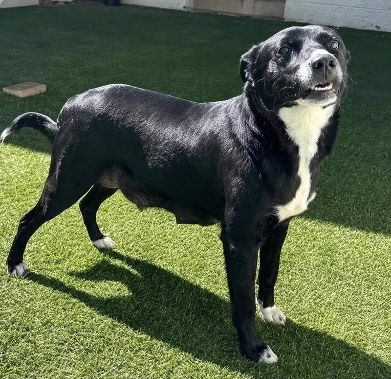 An adult medium-sized female Labrador Retriever dog named Paisley for adoption in North Syracuse, NY