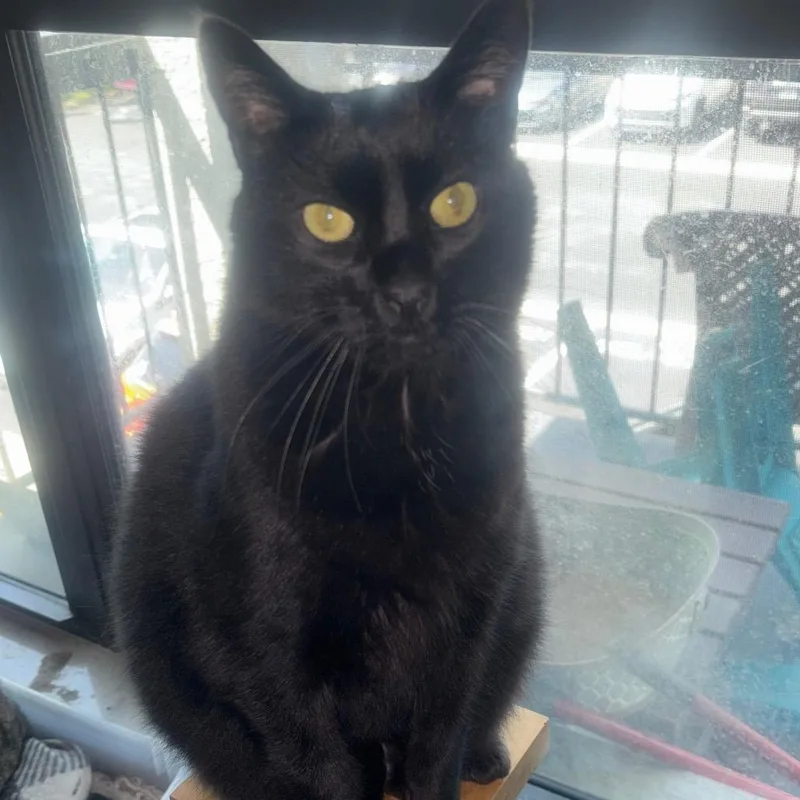 An adult extra large-sized male Domestic Long Hair cat named Lance for adoption in Tampa, FL