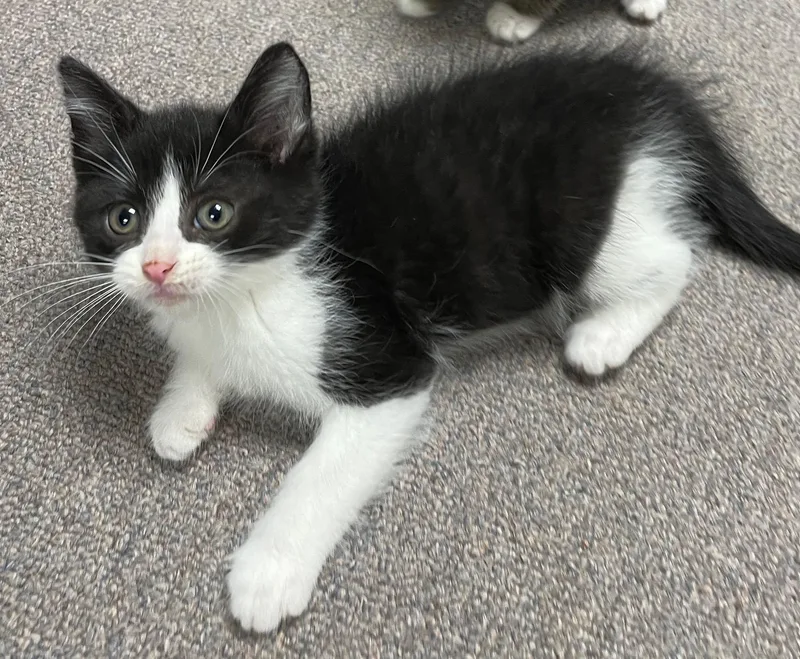 A baby medium-sized male Black & White / Tuxedo Domestic Short Hair cat named Paco for adoption in Sterling Heights, MI