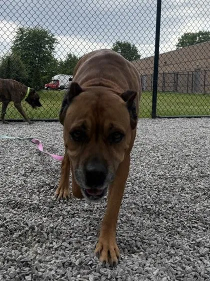 An adult large-sized female Mixed Breed dog named Thelma for adoption in Cincinnati, OH