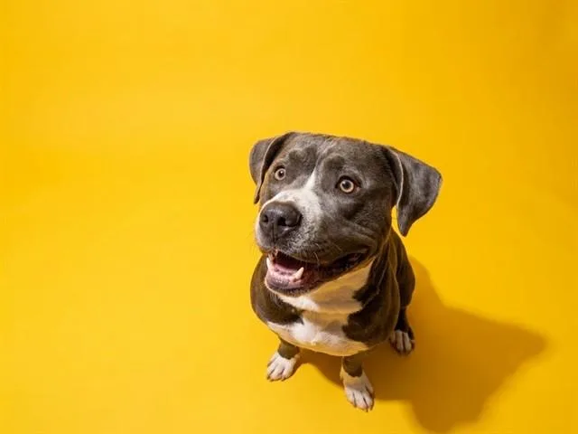 An adult medium-sized male Mixed Breed dog named Beluga for adoption in Jacksonville, FL