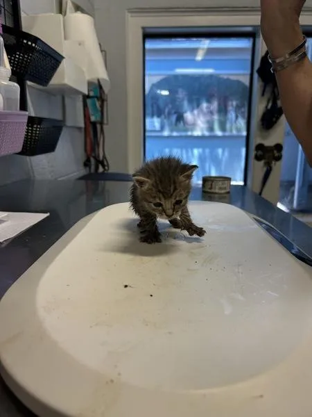 A baby small-sized male Domestic Short Hair cat named Dewalt for adoption in Mobile, AL