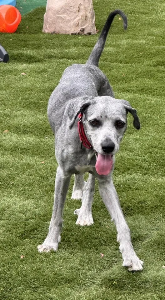 An adult medium-sized male Mixed Breed dog named Floopy for adoption in Racine, WI