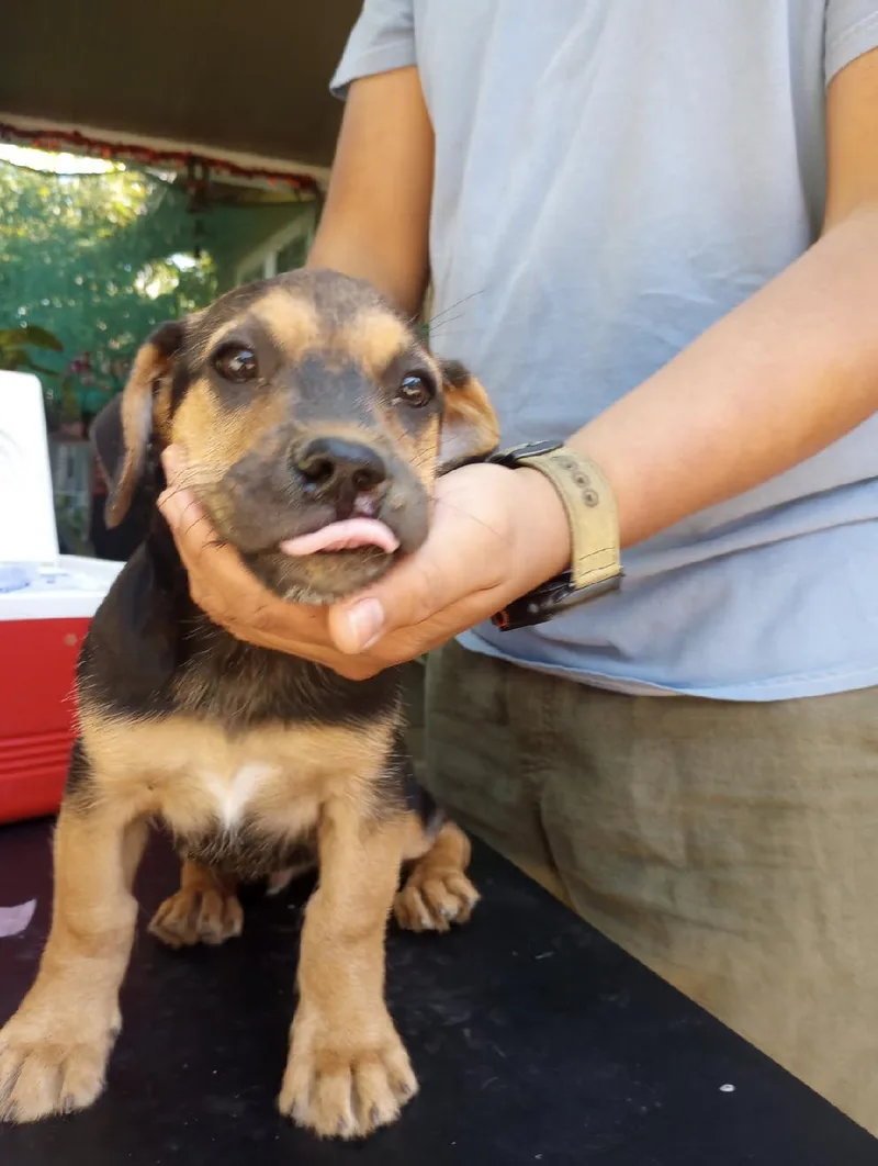 A baby medium-sized male Tricolor (Brown, Black, & White) Rottweiler dog named Clifford for adoption in Burbank, CA