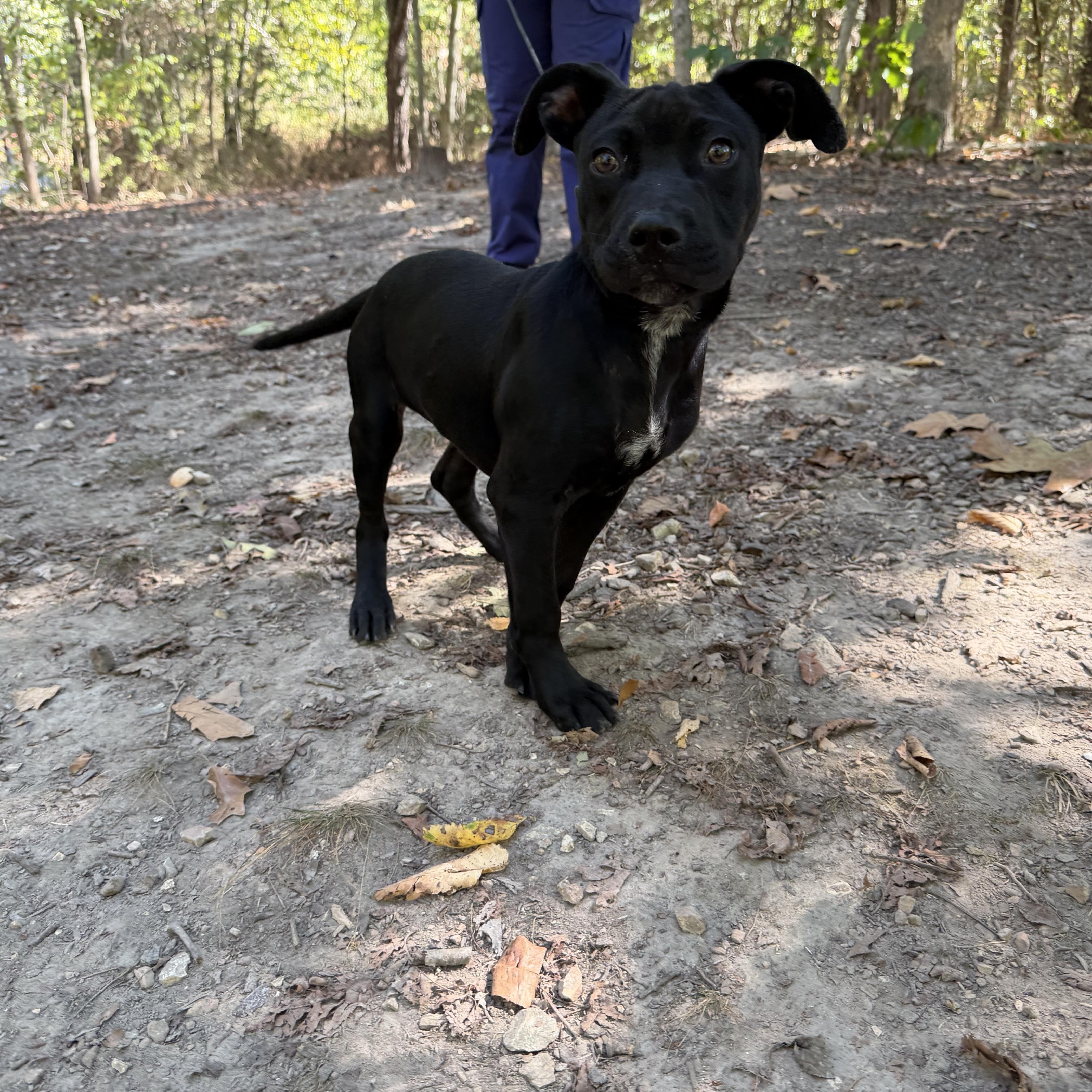 A baby large-sized male Black Labrador Retriever dog named Cash for adoption in Reeds Spring, MO