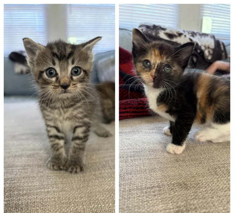 A baby small-sized female Calico Extra-Toes Cat / Hemingway Polydactyl cat named Magic Bean And Jellybean for adoption in Hickory, NC