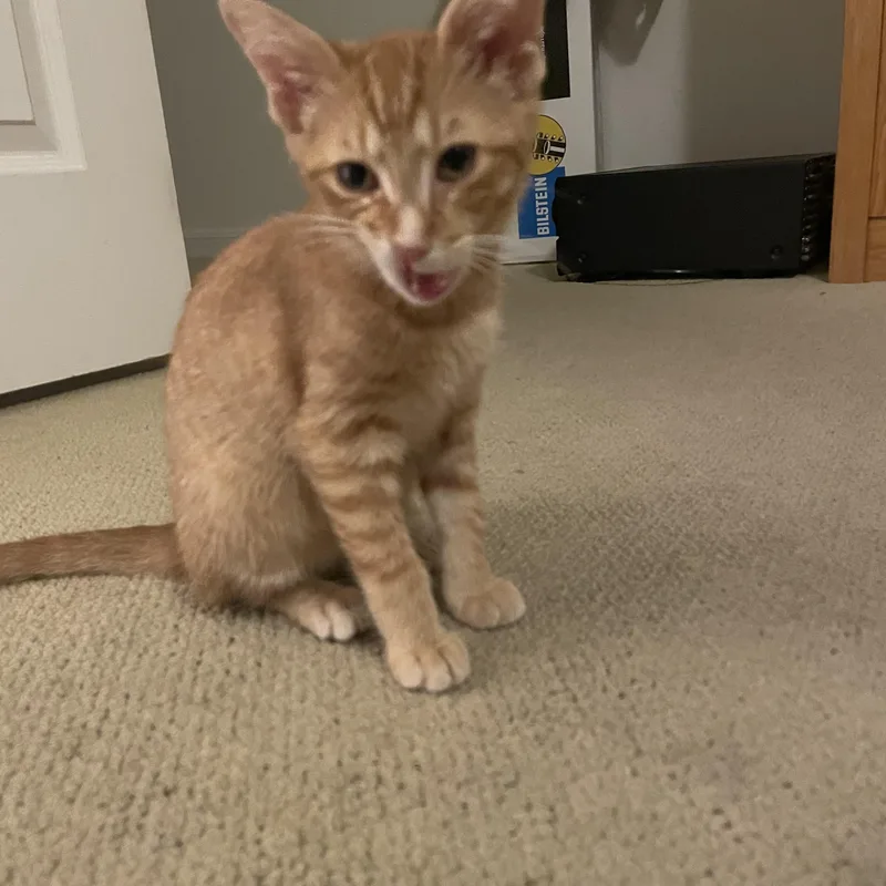 A baby medium-sized female Domestic Short Hair cat named Rumi for adoption in Austin, TX