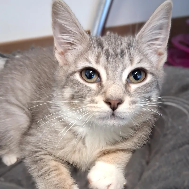 A young small-sized female Gray & White Domestic Short Hair cat named Candy for adoption in Belmont, NY