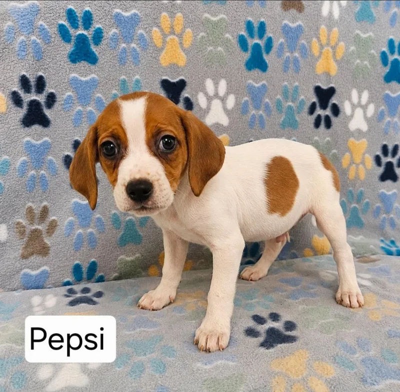 A baby medium-sized female English Coonhound dog named Pepsi for adoption in Wabash, IN