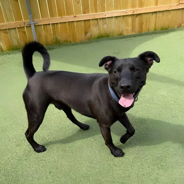 A young medium-sized male Black Labrador Retriever dog named Zeus & Zane for adoption in Naperville, IL