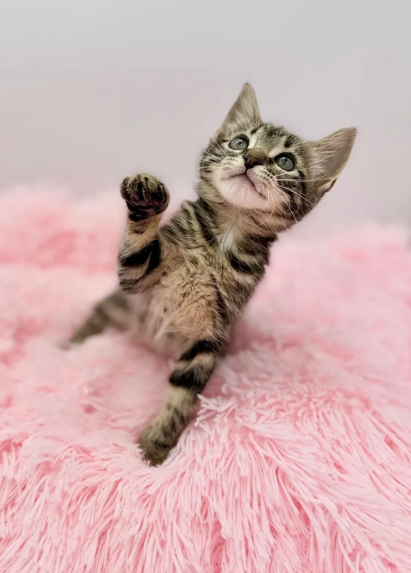 A baby medium-sized female Tabby (Brown / Chocolate) Tabby cat named Esha Tewari for adoption in Covington, LA