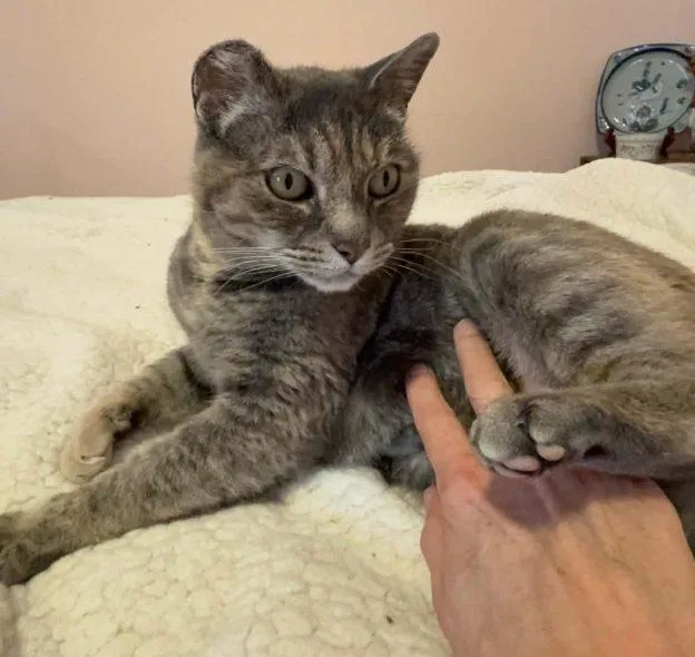 A young medium-sized female Gray / Blue / Silver Torbie cat named Shelly for adoption in Anchorage, AK