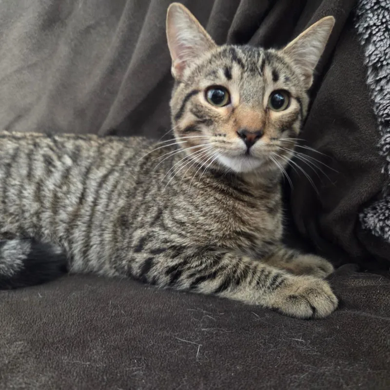A baby small-sized male Brown / Chocolate Domestic Short Hair cat named Riviera for adoption in Brea, CA