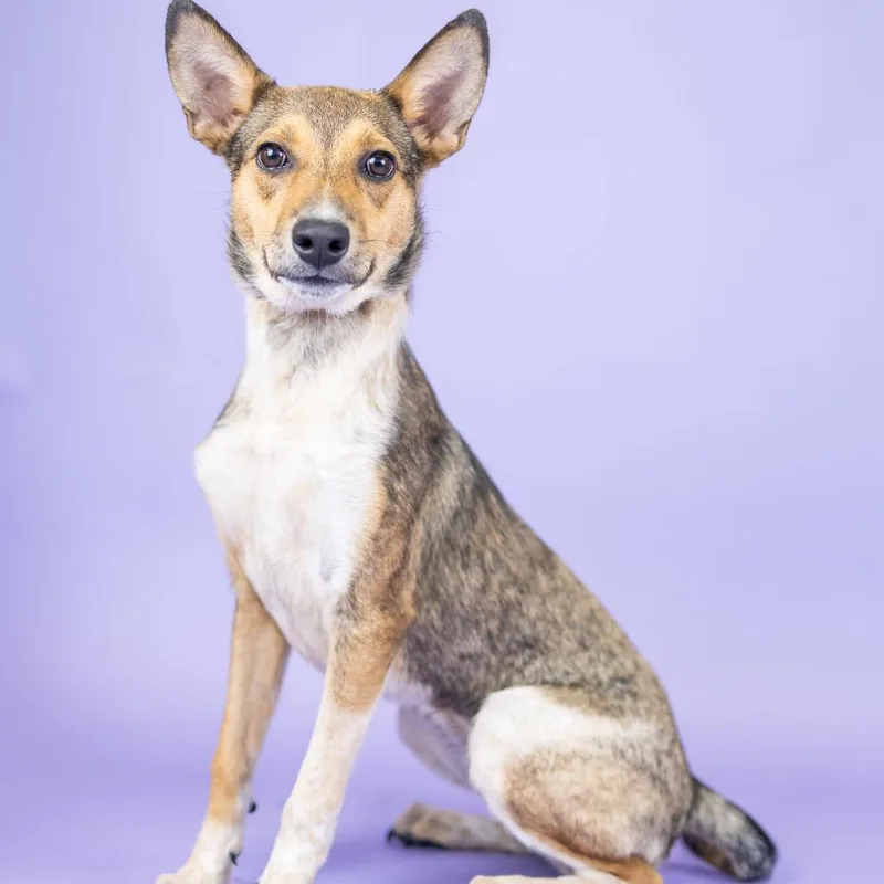 A young medium-sized female Brown / Chocolate Mixed Breed dog named Lark for adoption in Portland, OR