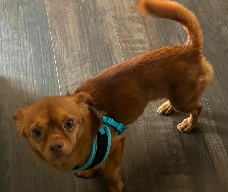 Bruno thumbnail 2