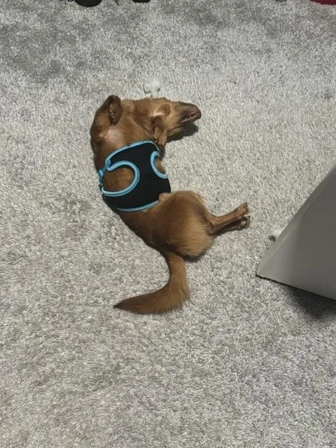 Bruno thumbnail 3