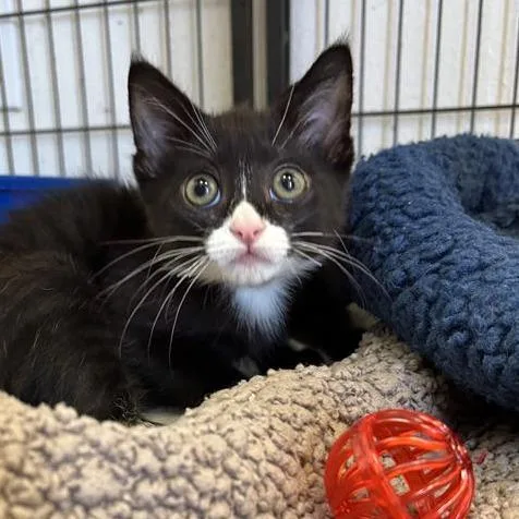 A baby small-sized male Black Domestic Short Hair cat named Amiri for adoption in Hawthorne, CA