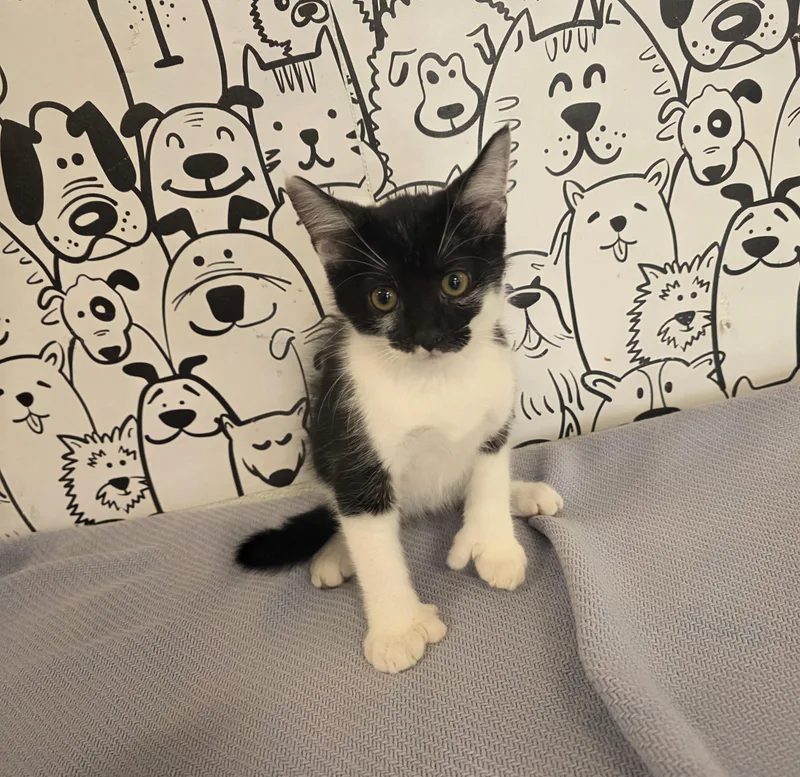 A baby small-sized female Domestic Short Hair cat named Mittens for adoption in San Pedro, CA