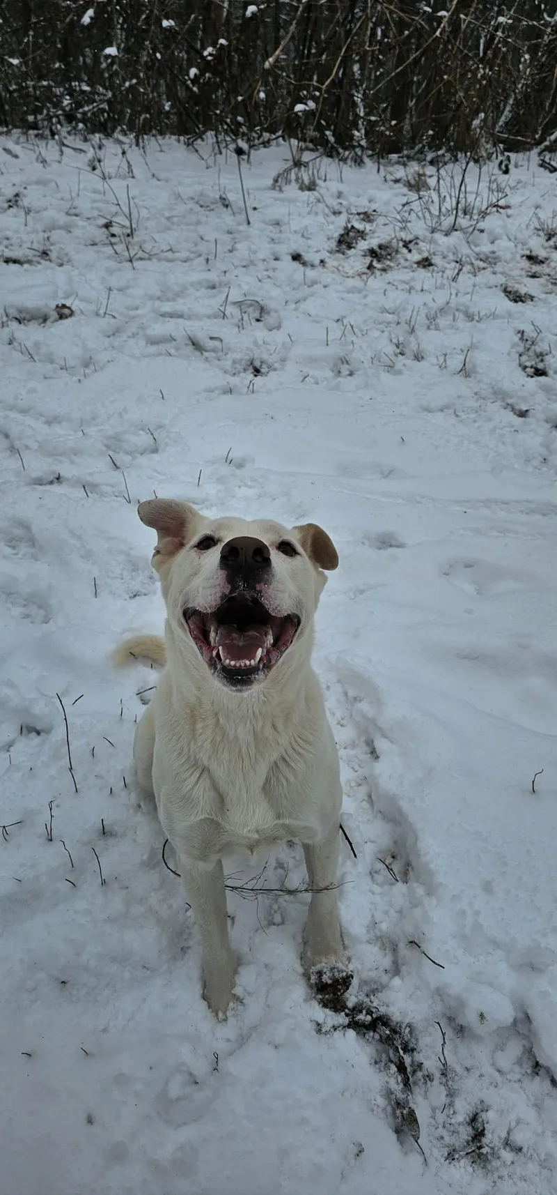 Cotton $ thumbnail 2