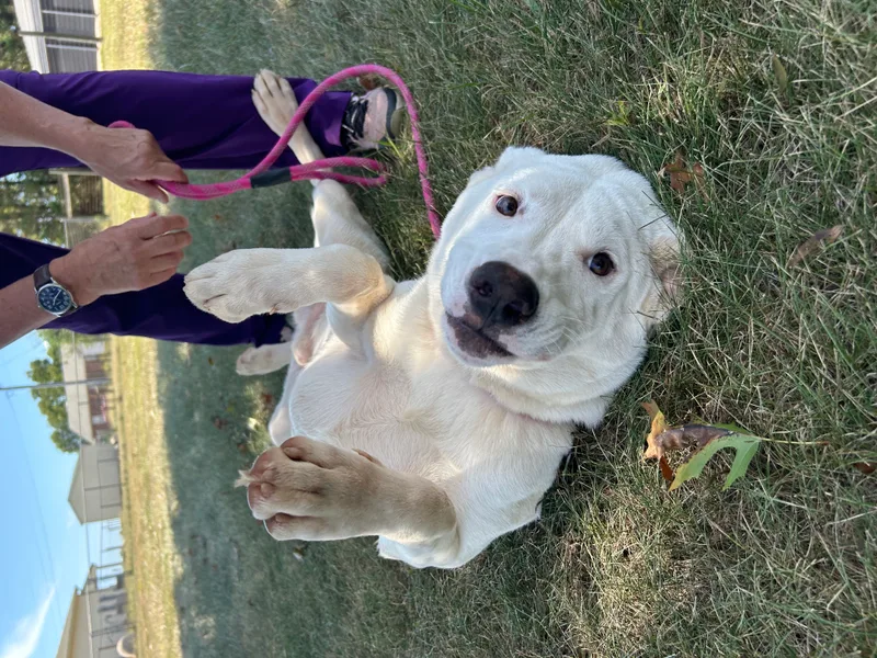 Cotton $ thumbnail 5