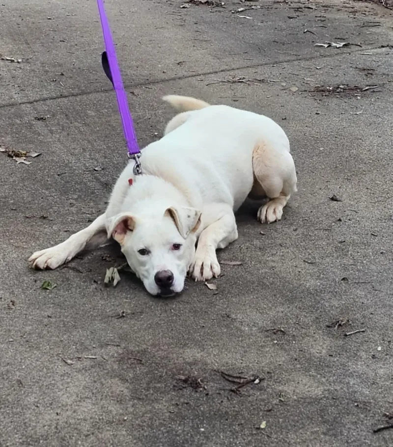 Cotton $ thumbnail 6