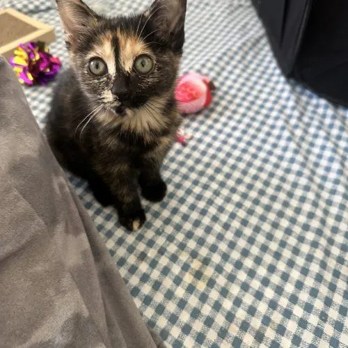 A baby small-sized female Calico Domestic Short Hair cat named Lea for adoption in Plantation, FL