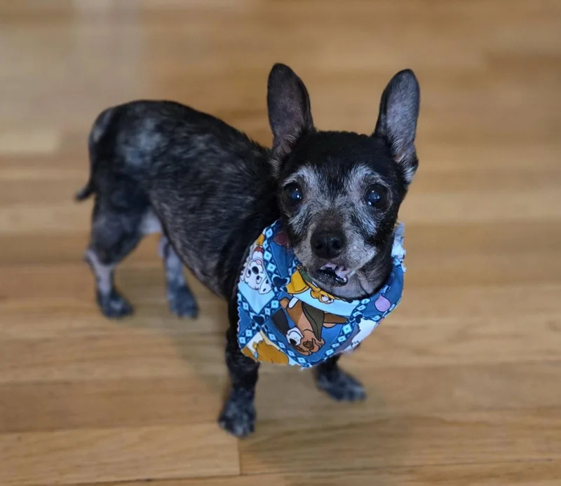 A senior small-sized female Chihuahua dog named Myrtle Moore for adoption in Saunderstown, RI