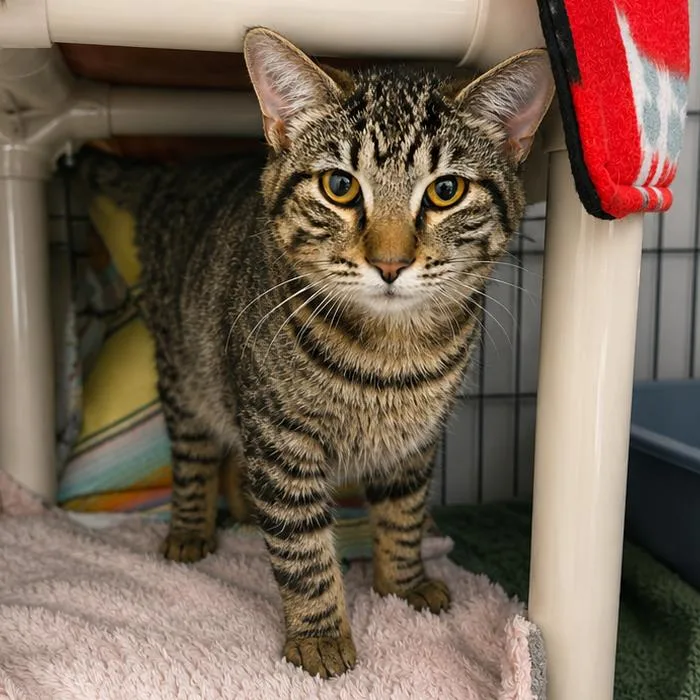A young small-sized male Gray / Blue / Silver Domestic Short Hair cat named Shiitake Mushroom for adoption in Hopkinton, MA