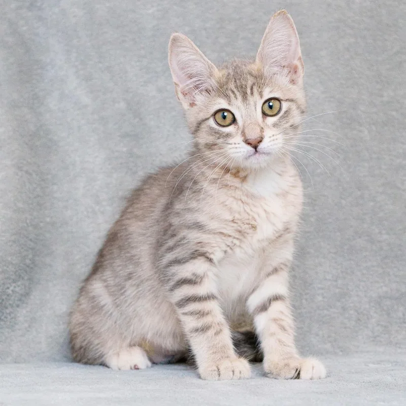 A baby small-sized female Torbie Domestic Short Hair cat named Kylie for adoption in Sunnyvale, CA