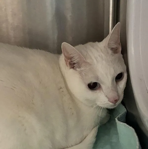 An adult medium-sized female Domestic Short Hair cat named Ms Snowy for adoption in Ridgewood, NY