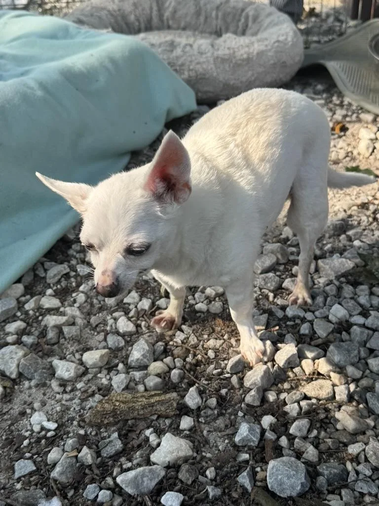 A senior small-sized male Chihuahua dog named Zimba for adoption in Wingdale, NY