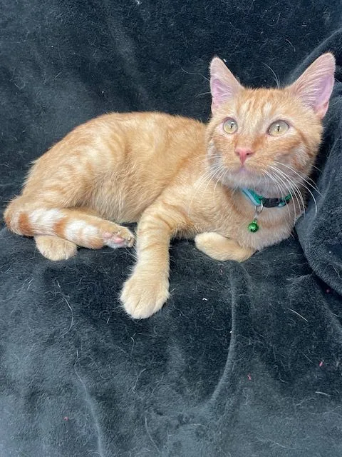 An adult medium-sized male Domestic Short Hair cat named Tommy for adoption in Aurora, NE