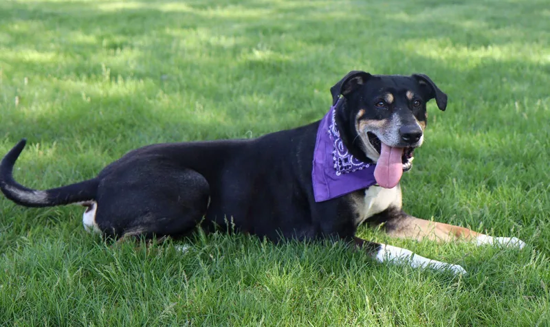 An adult large-sized male Mountain Dog dog named Mumford for adoption in Kansas City, MO