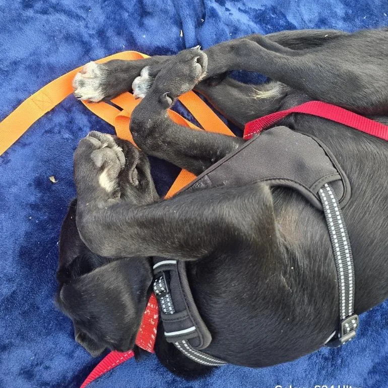A baby medium-sized male Black Labrador Retriever dog named Ethan D for adoption in Minnetonka, MN