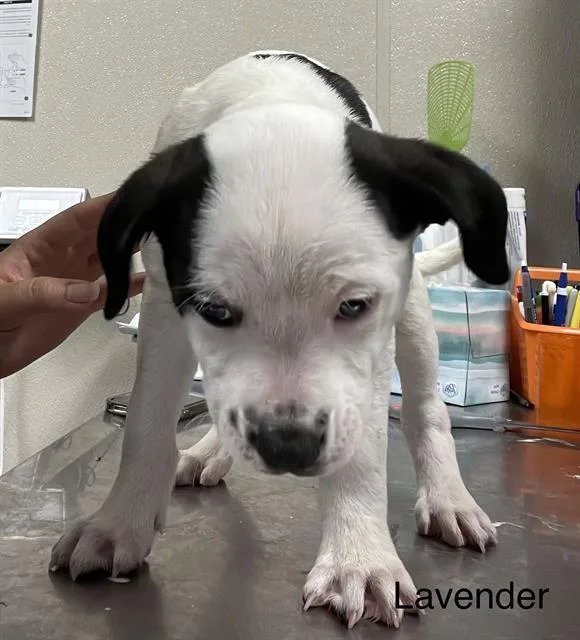 A baby small-sized female German Wirehaired Pointer dog named Lavender for adoption in Sugar Land, TX