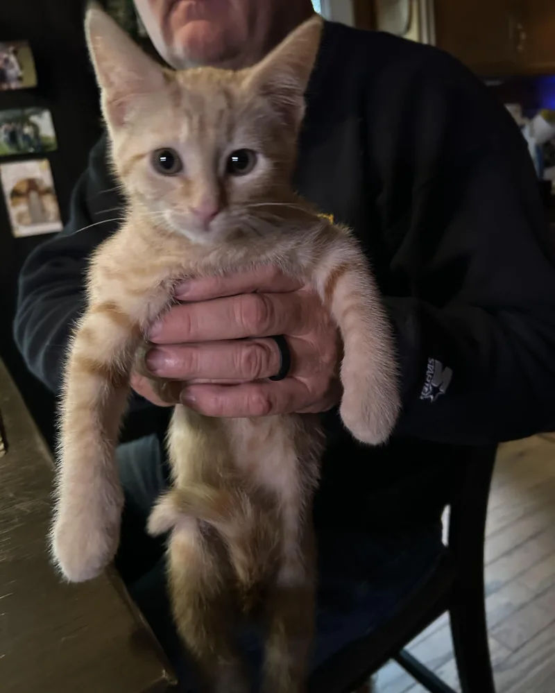 A baby medium-sized male Orange & White Tabby cat named Toulouse for adoption in Kannapolis, NC