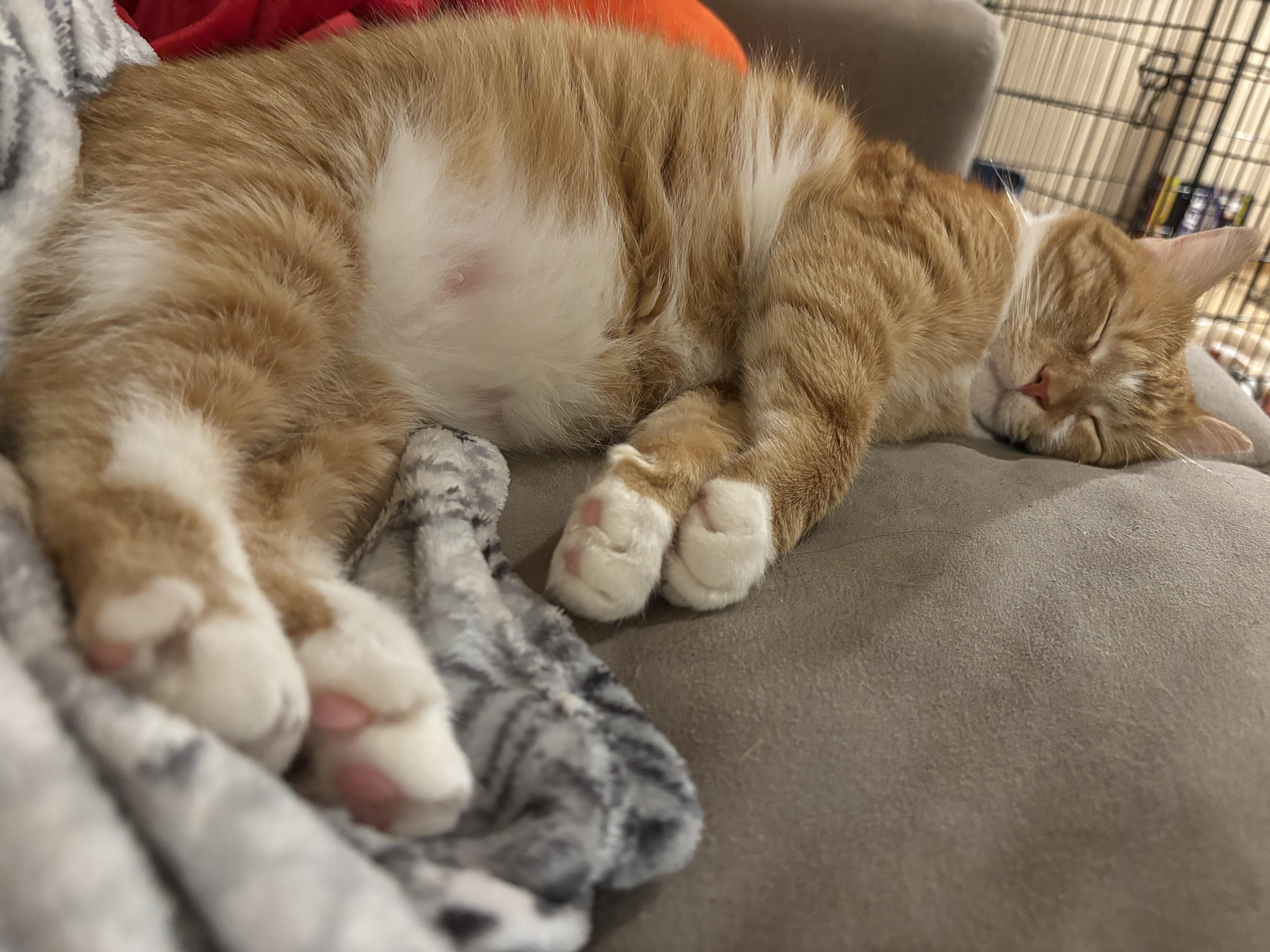 An adult large-sized female Orange & White Domestic Short Hair cat named Jupiter for adoption in Dover, DE