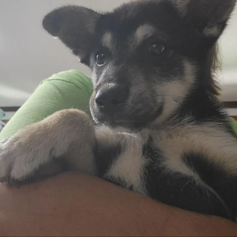 A baby large-sized male Black Shepherd dog named CT Jack for adoption in Stormville, NY