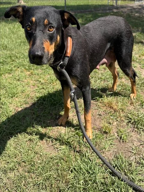 A young medium-sized female Labrador Retriever dog named Paisley for adoption in Conroe, TX