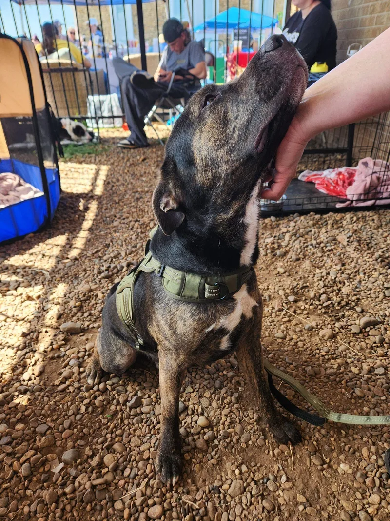 A young medium-sized male Brindle Hound dog named Roffy for adoption