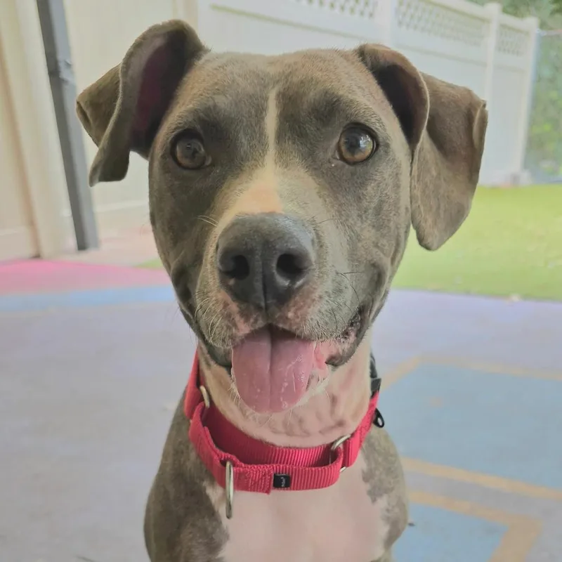 A young medium-sized female Gray / Blue / Silver Mixed Breed dog named Denim for adoption in Titusville, FL